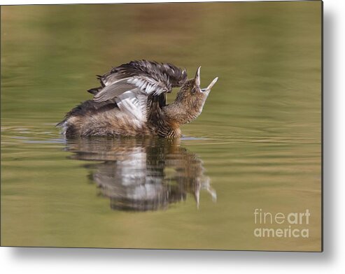 Grebe Metal Print featuring the photograph Angry Grebe by Bryan Keil