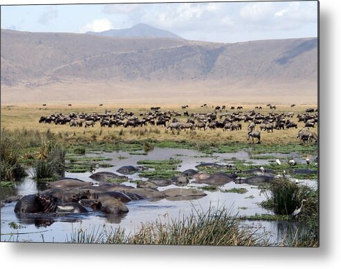 Caldera Metal Print featuring the photograph Animal Paradise Africa by Tom Wurl