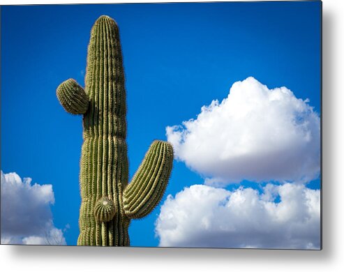 Cactus Metal Print featuring the photograph Another Lazy Saguaro Sunday by Will Wagner