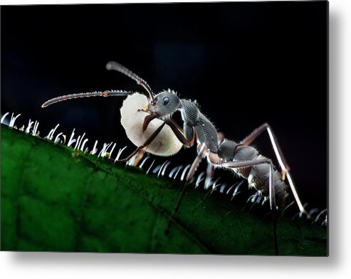 Singapore Metal Print featuring the photograph Ant Carrying Larva by Melvyn Yeo