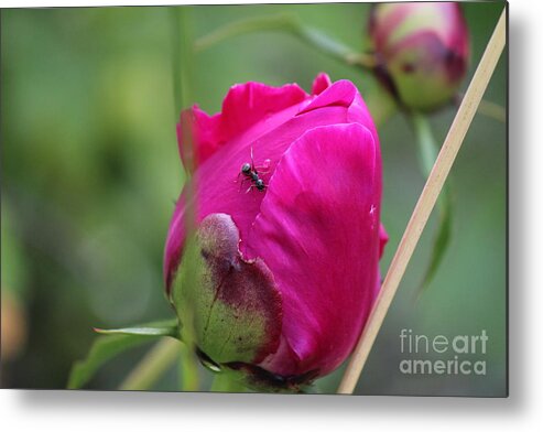 Peony Metal Print featuring the photograph Ant on Peony by Ann E Robson