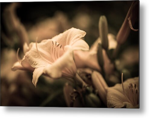 Day Lilly. Flower . Stamen. Leaves. Flower Buds. Photography. Print. Canvas. Texture. Digital Art. Poster. Greeting Card. Antique. Fine Art. Nature. Metal Print featuring the photograph Antique by Mary Timman