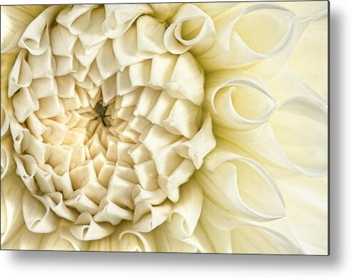 Dahlia Metal Print featuring the photograph Antique Silk by Marilyn Cornwell