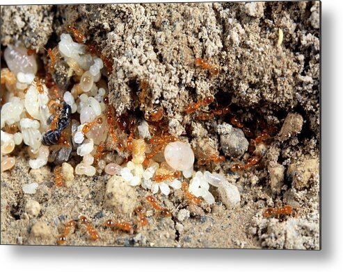 Ant Metal Print featuring the photograph Ants Tending To Eggs And Larvae by Dr Morley Read/science Photo Library