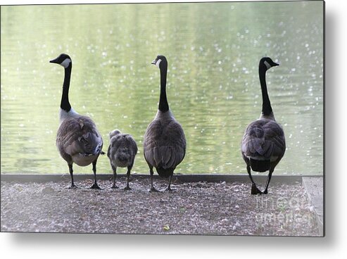 Canada Goose Metal Print featuring the photograph Anyone for a Swim by Jeremy Hayden