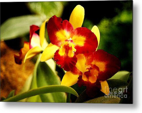 Orchid Metal Print featuring the photograph AOS Yellow Orchid 2 by Janis Lee Colon