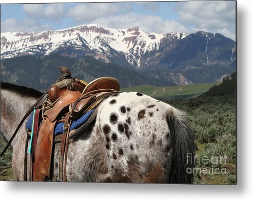 Appaloosa Metal Print featuring the photograph Appaloosa by Edward R Wisell
