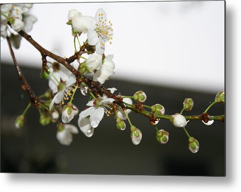Apple Blossom Metal Print featuring the photograph Apple Blossom Buds by Valerie Collins