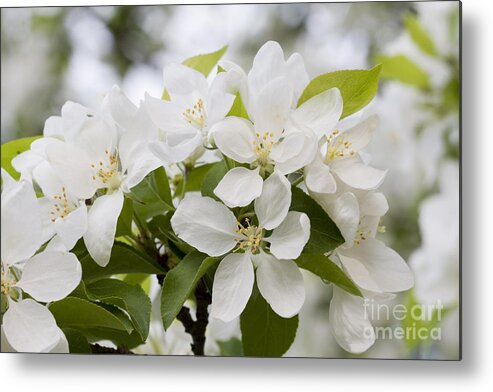 Apple Blossoms Metal Print featuring the photograph Apple Blossoms by Patty Colabuono
