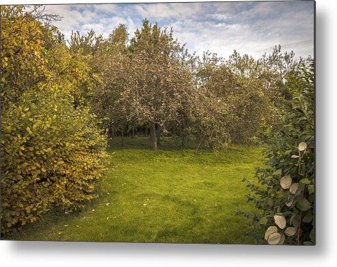 Orchard Metal Print featuring the photograph Apple Orchard by Amanda Elwell