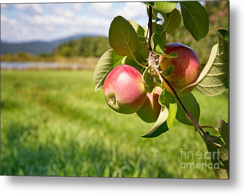 Apple Metal Print featuring the photograph Apple orchard by Jane Rix