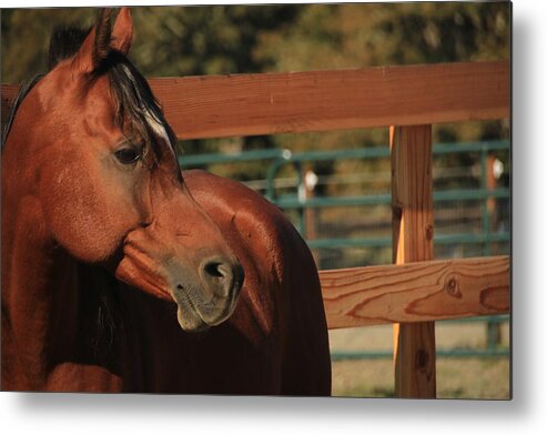 Arabian Metal Print featuring the photograph Arabian Days by Laddie Halupa