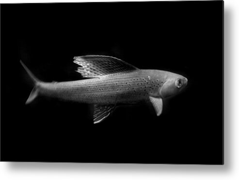 Fish Metal Print featuring the photograph Arctic Grayling Monochrome by Nathan Abbott