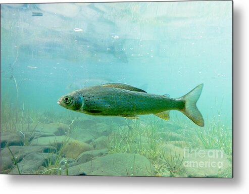 Animal Metal Print featuring the photograph Arctic Grayling or Thymallus arcticus underwater by Stephan Pietzko