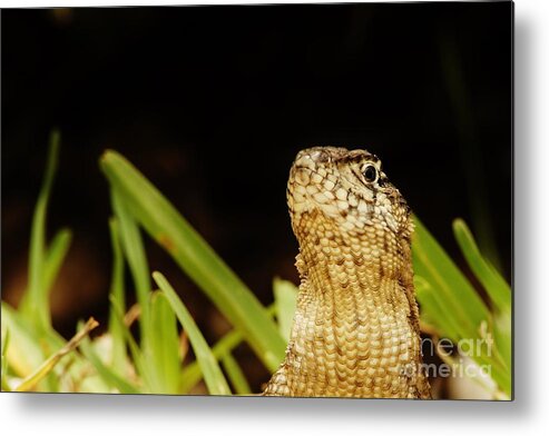 Northern Curlytail Lizard Metal Print featuring the photograph Armoured by Lynda Dawson-Youngclaus