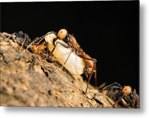 Feb0514 Metal Print featuring the photograph Army Ant Carrying Insect Pupa La Selva by Konrad Wothe