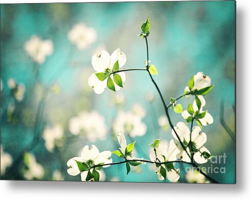 Floral Photography Metal Print featuring the photograph Arouse by Kim Fearheiley