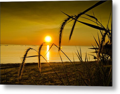 Wheat Metal Print featuring the photograph Ascend by Jason Naudi Photography