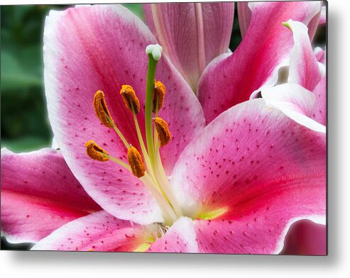 Asian Metal Print featuring the photograph Asian Lily by Michael Porchik