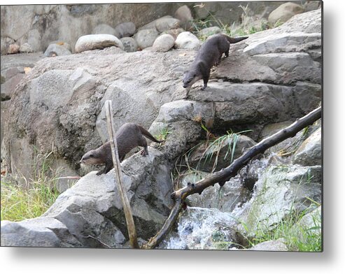 National Metal Print featuring the photograph Asian Small Clawed Otter - National Zoo - 01133 by DC Photographer