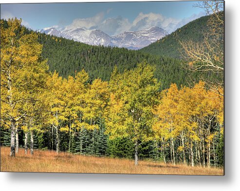 Nature Metal Print featuring the photograph Aspen in fall Mt Evans by Harold Rau