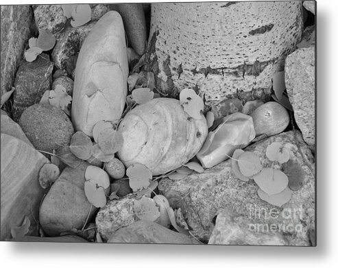 Aspen Metal Print featuring the photograph Aspen Leaves on the Rocks - black and white by Dorrene BrownButterfield