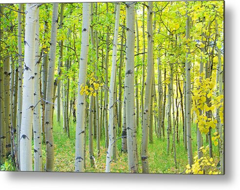 Aspens Metal Print featuring the photograph Aspen Tree Forest Autumn Time by James BO Insogna