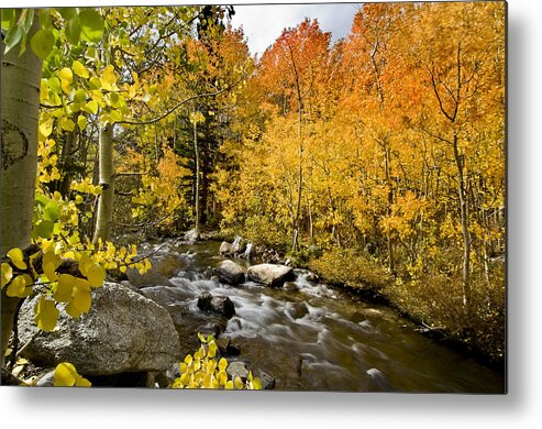 Yellow Metal Print featuring the photograph Aspens at Bishop Creek by Cat Connor