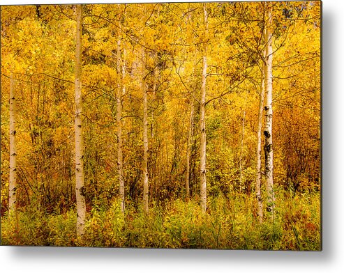 Aspen Metal Print featuring the photograph Aspens in Autumn by Greni Graph