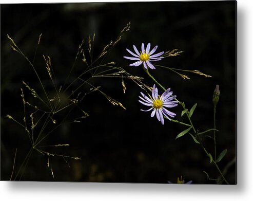 Asters Metal Print featuring the photograph Asters in Woodland Light by Michael Dougherty