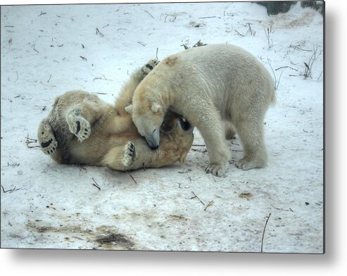 Polar Bear Metal Print featuring the photograph At Play by Larry Trupp