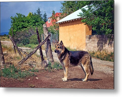 Dog Metal Print featuring the photograph At the Edge of My Town by Nikolyn McDonald