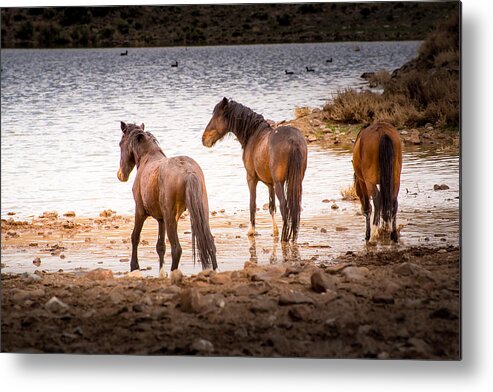 Wild Horses Metal Print featuring the photograph At the Watering Hole by Janis Knight