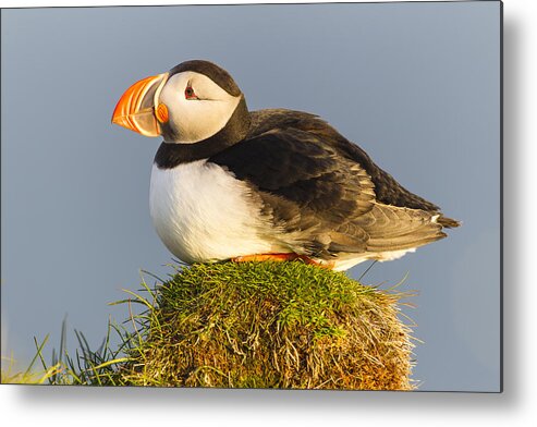Nis Metal Print featuring the photograph Atlantic Puffin Iceland by Peer von Wahl