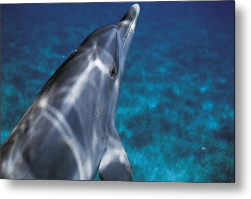 Feb0514 Metal Print featuring the photograph Atlantic Spotted Dolphin Bahamas by Hiroya Minakuchi
