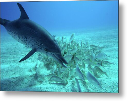 00270195 Metal Print featuring the photograph Atlantic Spotted Dolphin Feeding by Hiroya Minakuchi
