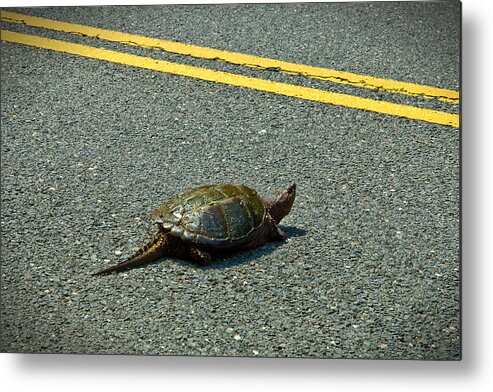 Turtle Metal Print featuring the photograph Attempting To Break The Law by Gary Slawsky