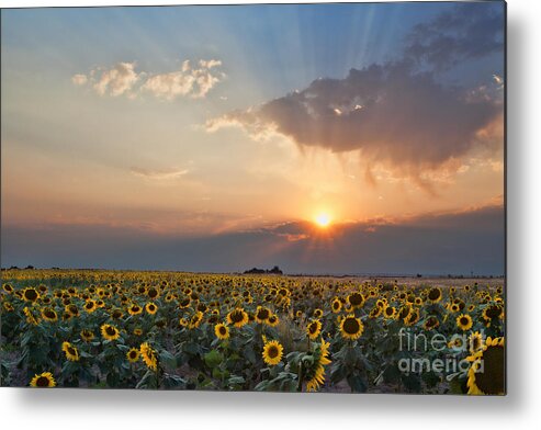 Flowers Metal Print featuring the photograph August Dreams by Jim Garrison