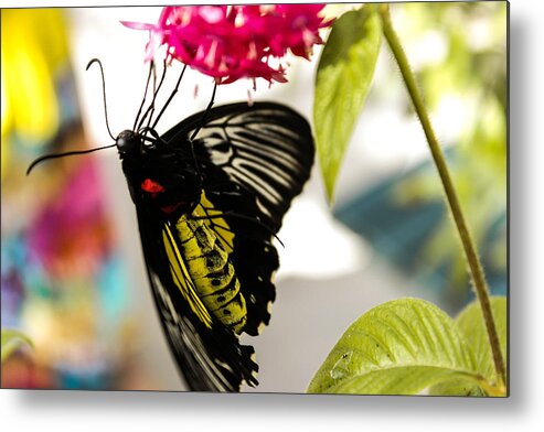 Butterfly Metal Print featuring the photograph Australian Butterfly Species by George Kenhan