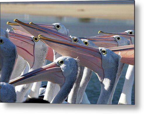 Animal Metal Print featuring the photograph Australian Pelicans (pelecanus by David Wall