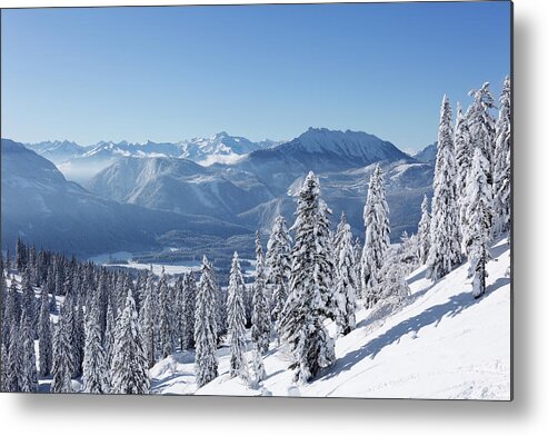 Snow Metal Print featuring the photograph Austria, Styria, View Of Snowy Fir Tree by Westend61