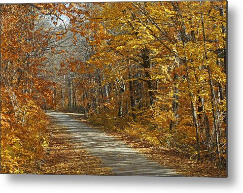 Feb0514 Metal Print featuring the photograph Autumn American Beech Baxter State by Scott Leslie