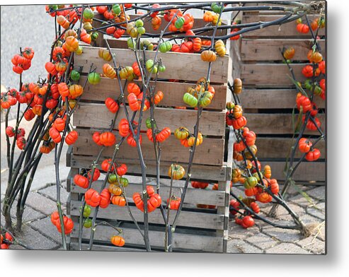 Tomato Metal Print featuring the photograph Autumn Decorations by Jackson Pearson