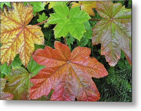 Fall Metal Print featuring the photograph Autumn Devil's Club by Cathy Mahnke