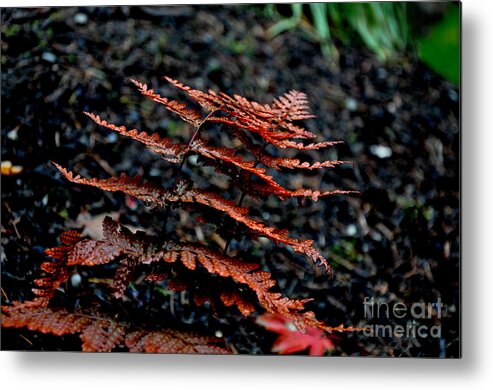 Nature Metal Print featuring the photograph Autumn Fern 2 by Tatyana Searcy