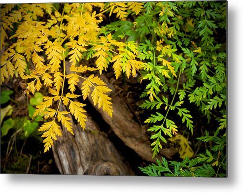 Autumn Metal Print featuring the photograph Autumn Ferns by Mary Lee Dereske