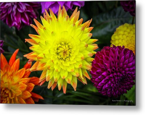 Autumn Metal Print featuring the photograph Autumn Flowers by Ross Henton