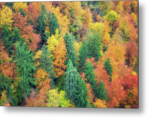 Viewpoint Metal Print featuring the photograph Autumn Forest by Borchee