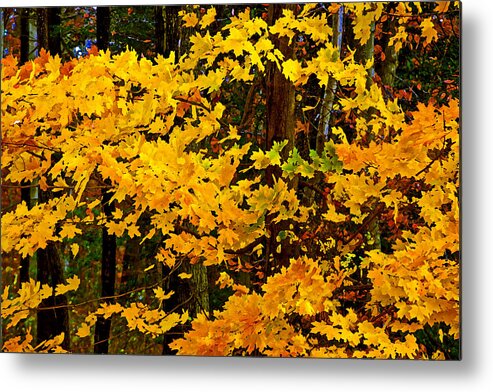 Color; Colour; Fall; Autumn; Leaves; Trees; Nature; Scenic; Maryland Metal Print featuring the photograph Autumn Glory dry brush by Andy Lawless