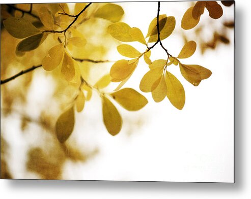 Leaf Metal Print featuring the photograph Autumn Gold by Priska Wettstein